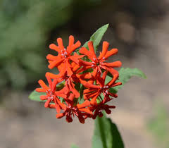 Attēlu rezultāti vaicājumam “Silene chalcedonica fruit”
