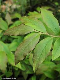 Attēlu rezultāti vaicājumam “Vaccinium angustifolium”