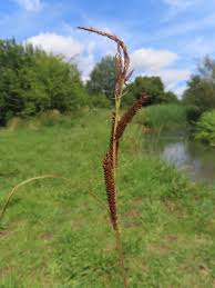 Attēlu rezultāti vaicājumam “Carex acuta”