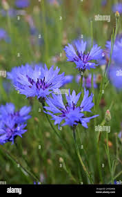 Attēlu rezultāti vaicājumam “Cyanus segetum flower”