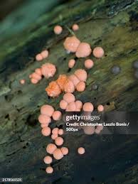 Attēlu rezultāti vaicājumam “Lycogala confusum”