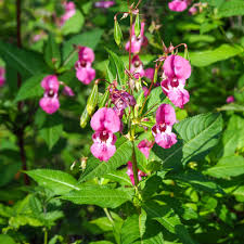 Image result for Impatiens glandulifera