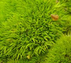 Attēlu rezultāti vaicājumam “Bryoerythrophyllum recurvirostrum”