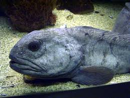 Image result for Anarhichas lupus