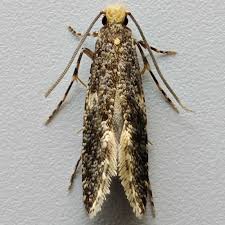 Attēlu rezultāti vaicājumam “Monopis weaverella”