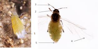 Attēlu rezultāti vaicājumam “Pemphigus borealis”