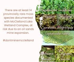 Attēlu rezultāti vaicājumam “Pseudobryum cinclidioides”