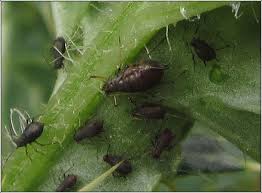 Attēlu rezultāti vaicājumam “Uroleucon cirsii”