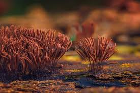 Attēlu rezultāti vaicājumam “Stemonitis axifera young”