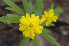 Attēlu rezultāti vaicājumam “Anemone ranunculoides flower”