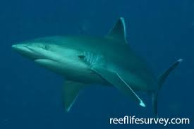 Image result for Carcharhinus perezii