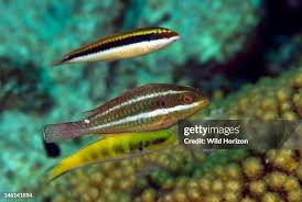 Image result for Sparisoma aurofrenatum