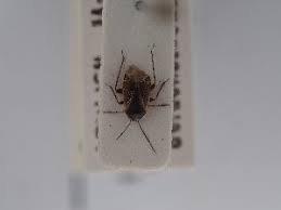 Attēlu rezultāti vaicājumam “Psallus sp.”