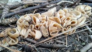 Attēlu rezultāti vaicājumam “Peziza repanda”