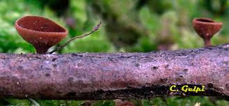 Attēlu rezultāti vaicājumam “Rutstroemia firma”