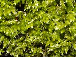 Attēlu rezultāti vaicājumam “Brachythecium rutabulum”