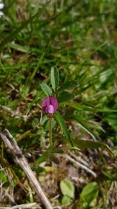 Attēlu rezultāti vaicājumam “Vicia lathyroides”