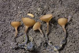 Attēlu rezultāti vaicājumam “Dumontinia tuberosa”