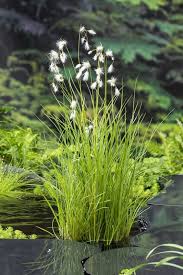 Attēlu rezultāti vaicājumam “Eriophorum angustifolium flower”