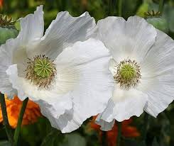 Image result for Papaver somniferum White Cloud