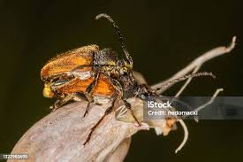 Attēlu rezultāti vaicājumam “Pseudovadonia livida”