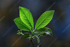 Attēlu rezultāti vaicājumam “Euonymus europaeus leaf”