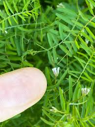 Attēlu rezultāti vaicājumam “Vicia hirsuta flower”