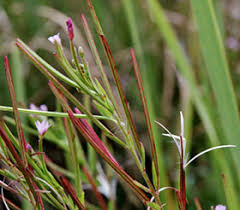 Attēlu rezultāti vaicājumam “Epilobium parviflorum”