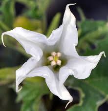 Image result for Datura stramonium