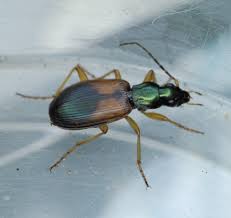 Attēlu rezultāti vaicājumam “Anchomenus dorsalis”