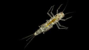 Attēlu rezultāti vaicājumam “Ephemeroptera larva”