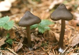 Attēlu rezultāti vaicājumam “Entoloma vernum”