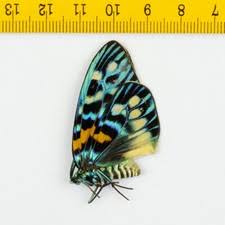 Attēlu rezultāti vaicājumam “Zygaenidae”