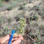 Attēlu rezultāti vaicājumam “Silene otites fruit”