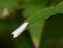 Attēlu rezultāti vaicājumam “Eana argentana”