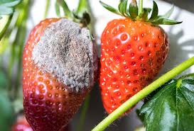 Attēlu rezultāti vaicājumam “Trichia botrytis var. cerifera spores”