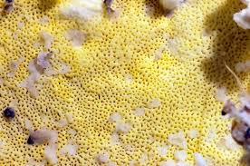 Attēlu rezultāti vaicājumam “Antrodia xantha”