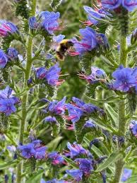 Attēlu rezultāti vaicājumam “Echium vulgare flower”