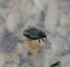 Attēlu rezultāti vaicājumam “Acalypta carinata”