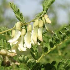 Attēlu rezultāti vaicājumam “Astragalus arenarius flower”