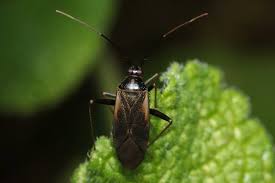 Attēlu rezultāti vaicājumam “Adelphocoris seticornis”