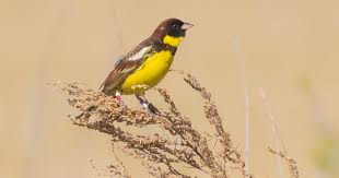 Image result for Emberiza aureola