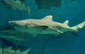 Image result for Negaprion brevirostris