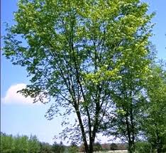 Attēlu rezultāti vaicājumam “Ulmus x hollandica”