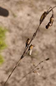 Attēlu rezultāti vaicājumam “Silene tatarica”