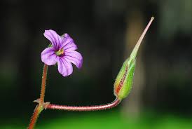 Attēlu rezultāti vaicājumam “Geraniaceae”