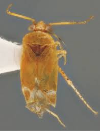 Attēlu rezultāti vaicājumam “Psallus sp.”