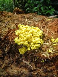 Attēlu rezultāti vaicājumam “Fuligo septica cf. septica spores”