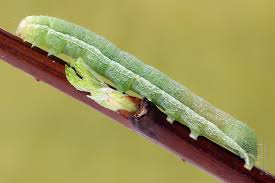 Attēlu rezultāti vaicājumam “Mniotype satura”