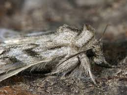 Attēlu rezultāti vaicājumam “Cucullia fraudatrix”